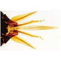 Včela medonosná - mikroskopické obrázky