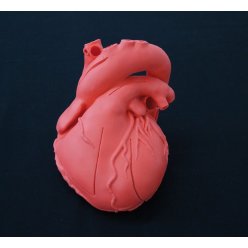 Model lidského srdce - elastický, didaktická verze