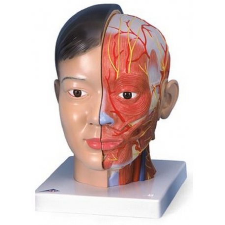 Model lidské hlavy s krkem - 4 části - asiat