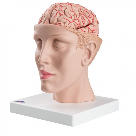 Model lidského mozku s tepnami vsazený do hlavy - 8 částí - DOPRODEJ