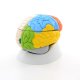 Neuroanatomický model lidského mozku - 8 částí