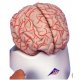 Model lidského mozku s tepnami - 9 částí