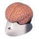 Model lidského mozku - 4 části