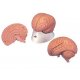 Model lidského mozku - ekonomický - 2 části