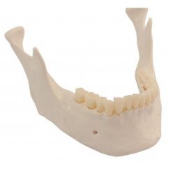 Náhradní kostra spodní čelisti se zuby pro všechny modely lidské kostry