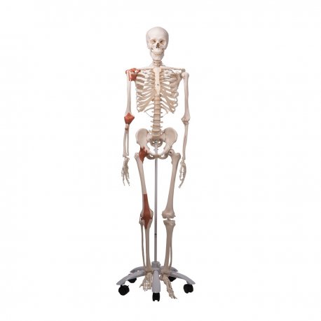 Model lidské kostry s vazy - na pojízdném stojanu