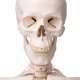 Model lidské kostry s vazy - na stojanu