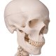 Standartní model lidské kostry na pojízdném stojanu