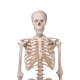 Model lidské kostry standardní - na závěsném stojanu