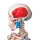 Model lidské kostry s malovanými svaly - na stojanu