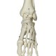 Model lidské kostry - fyziologický