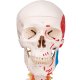 Model lidské kostry - super
