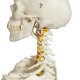 Model lidské kostry - ohebný - ruka a noha spojená drátem - na pojízdném stojanu