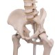 PŮJČOVNA Model lidské kostry standardní - na stojanu
