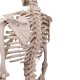 PŮJČOVNA Model lidské kostry standardní