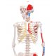 Mini model lidské kostry - s malovanými svaly - na podstavci