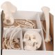 Rozložený model poloviny lidské kostry