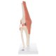 Funkční model lidského kolenního kloubu