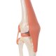 Luxusní a funkční model lidského kolenního kloubu
