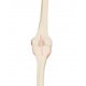 Model lidského kolenního kloubu - pravé koleno - ORTHObones