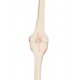 Model lidského kolenního kloubu - levé koleno - ORTHObones