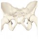 Model kostry lidské pánve se stehenními kostmi - ORTHObones