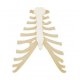 Model lidské hrudní kosti s žeberními chrupavkami
