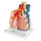 Model plicního váčku člověka s okolními cévami