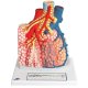 Plicní váček člověka s okolními cévami - model
