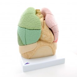 Model segmentů lidských plic