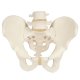 Model kostry lidské pánve - mužská
