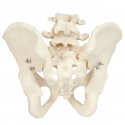 Model kostry lidské pánve - mužská