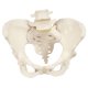 Model kostry lidské pánve - ženské