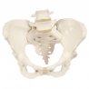 Lidská pánev je kostnatý útvar, který se skládá ze dvou pánevních kostí a kosti křížové, na kterou navazuje kostrč. Kosti pánevní jsou vzájemně vpředu spojené symfýzou. Kost pánevní vzniká srůstem kosti stydké, kosti sedací a kosti kyčelní. V pánevní dutině rozlišujeme malou pánev a velkou pánev.
