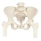 Model kostry lidské pánve s hlavičkami stehenních kostí - ženská
