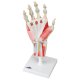 Model kostry lidské ruky s vazy a svaly
