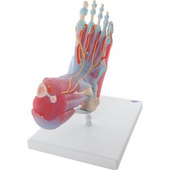 Model kostry lidské nohy se svaly a vazy