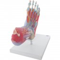 Model kostry lidské nohy se svaly a vazy - DOPRODEJ