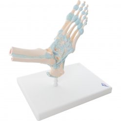 Model kostry lidské nohy s vazy