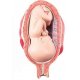 Model lidského plodu v sedmém měsíci těhotenství