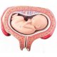 Model lidského plodu v pátém měsíci těhotenství - příčná poloha