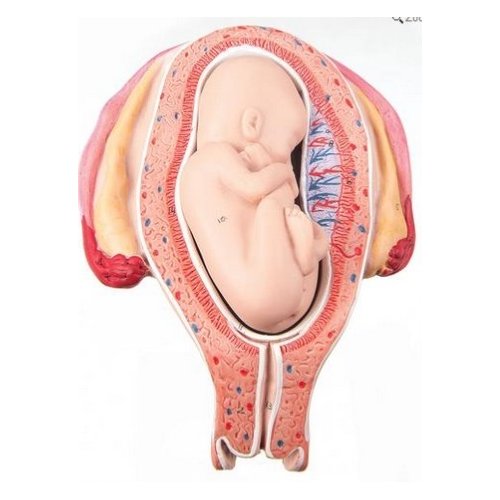 Model lidského plodu v pátém měsíci těhotenství - poloha koncem pánevním