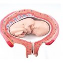 Model lidského plodu ve čtvrtém měsíci těhotenství