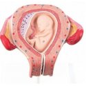 Model lidského plodu ve třetím měsíci těhotenství