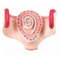 Model lidského embrya v prvním měsíci těhotenství
