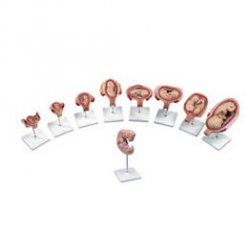Luxusní série modelů těhotenství - 9 modelů