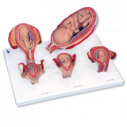Série modelů těhotenství - 5 modelů