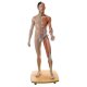 Model lidského svalstva - oboupohlavní v životní velikosti - asiat - 39 částí