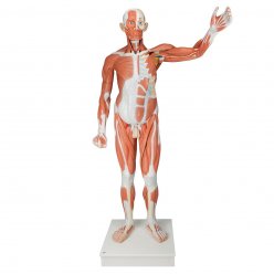 Figurína svaloviny člověka - mužská - 37 částí