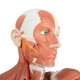 Figurína svaloviny člověka - mužská - 37 částí